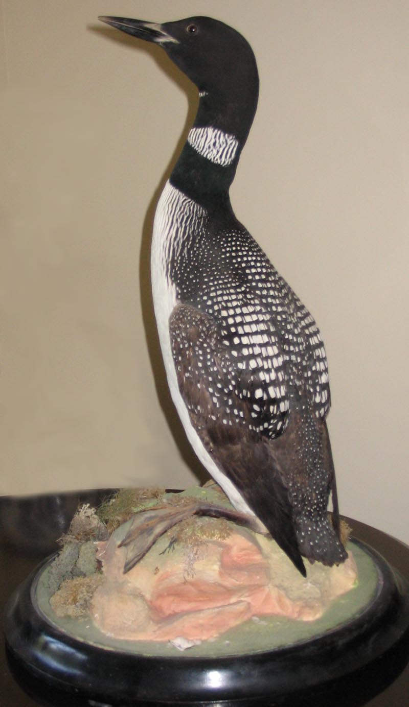 Great Northern Diver 4 (Shaw)[1].jpg